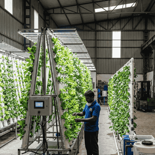 Aeroponics System Installation India – Verdant Farms