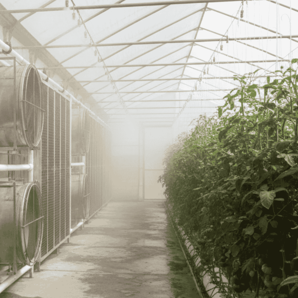 Polyhouse Cooling System Installation – Verdant Farms