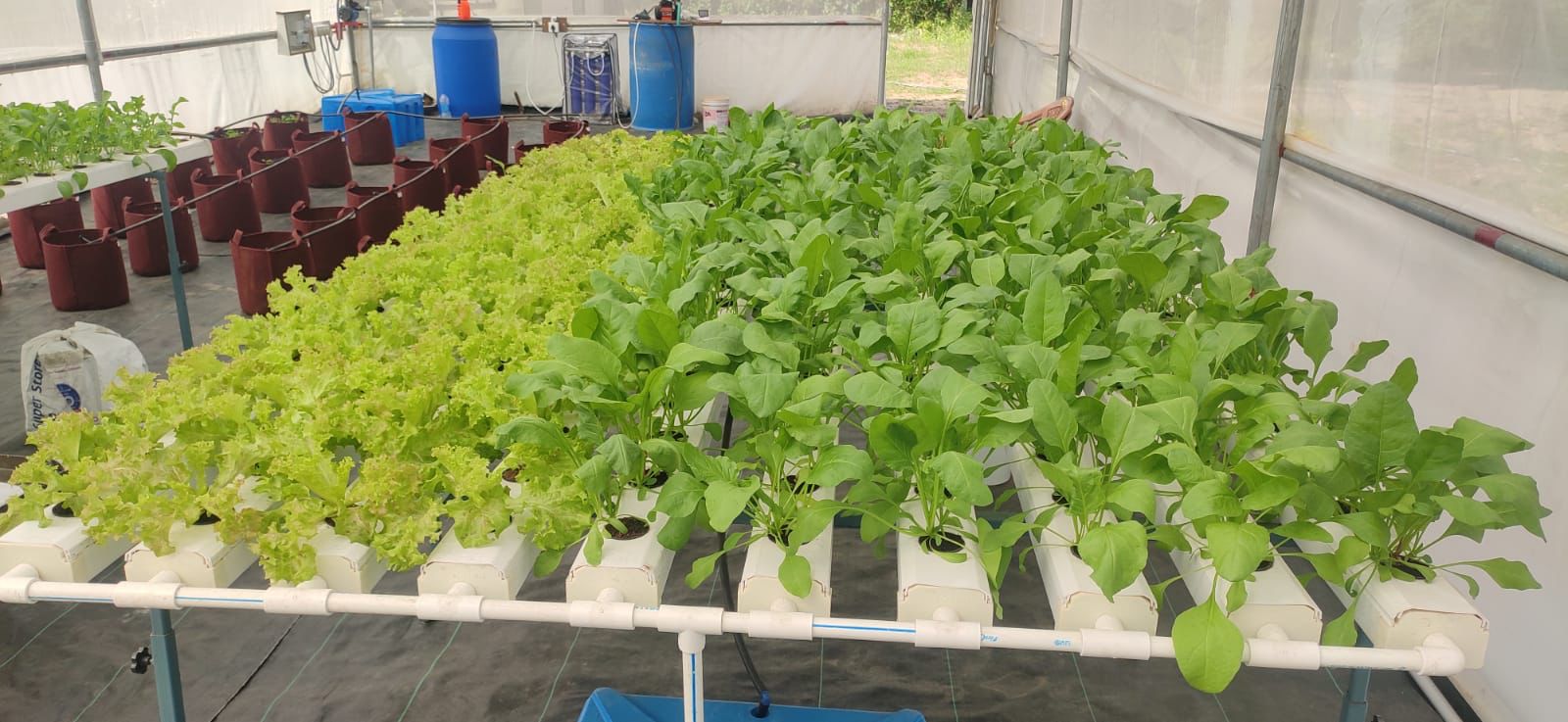 NFT Channel Hydroponics System Installation – Verdant Farms India